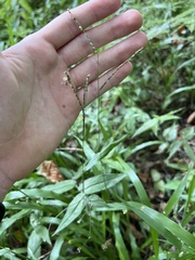 Paspalum langei