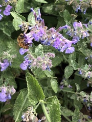 Apis mellifera