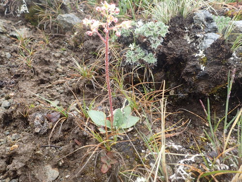 Micranthes reflexa (Micranthes reflexa)
