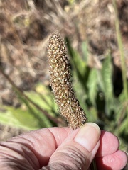 Plantago subnuda