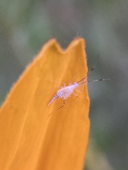 Hyaliodes
