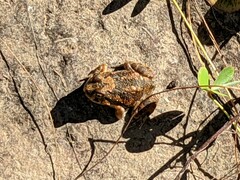 Platyplectrum spenceri