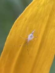 Hyaliodes