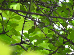 Neurocordulia molesta