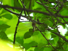 Neurocordulia molesta