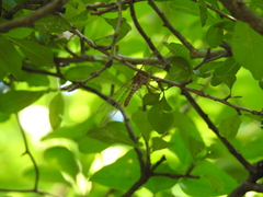 Neurocordulia molesta