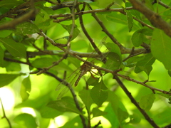 Neurocordulia molesta