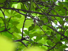 Neurocordulia molesta