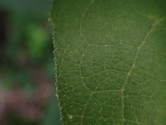 Silphium brachiatum