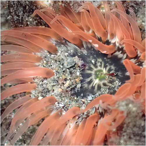 Moonglow Anemone, photo 8 of 10
