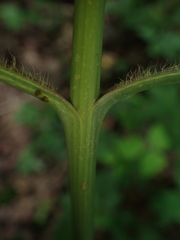 Silphium brachiatum
