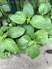 Verbena urticifolia