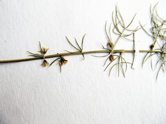 Asparagus schoberioides