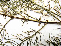 Asparagus schoberioides