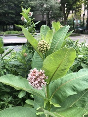 Asclepias syriaca