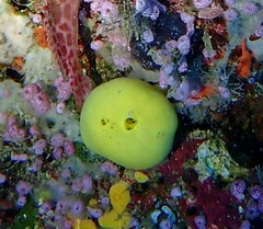 Leucetta chagosensis