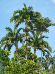 Bactris gasipaes