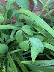 Rosa multiflora