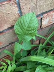Rosa multiflora