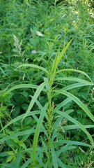 Euthamia graminifolia nuttallii