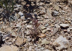 Cordylanthus kingii helleri