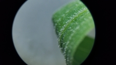 Euthamia graminifolia nuttallii