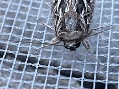 Spodoptera pulchella