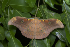 Antheraea