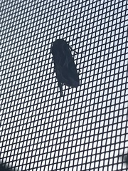 Spodoptera pulchella