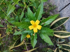 Turnera ulmifolia
