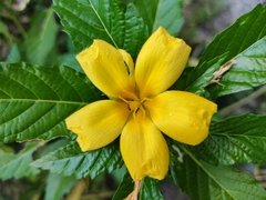 Turnera ulmifolia