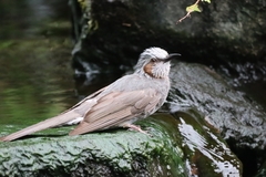 Hypsipetes amaurotis