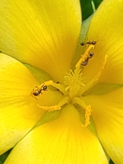 Turnera ulmifolia