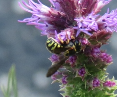 Dianthidium subrufulum