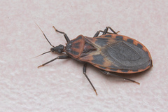 Triatoma bouvieri
