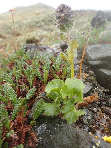 Image of Veronica alaskensis by no rights reserved