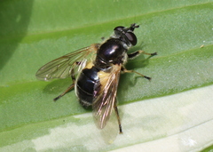 Blera badia