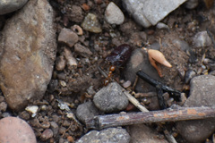 Solenopsis geminata