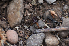 Solenopsis geminata
