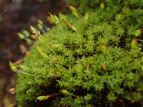 Zygodon reinwardtii