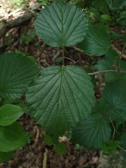 Viburnum bracteatum