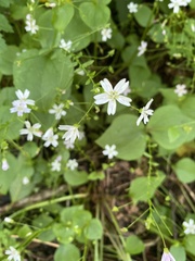 Claytonia sibirica