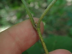 Viburnum bracteatum