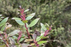 Gaultheria paniculata