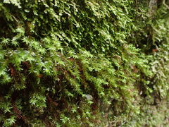 Bartramiopsis lescurii