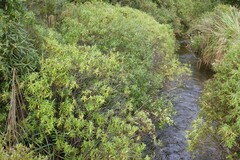 Veronica stricta lata