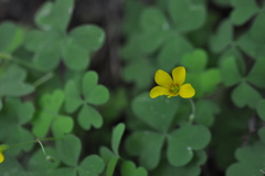 Oxalis suksdorfii