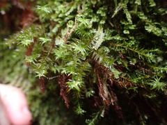 Bartramiopsis lescurii