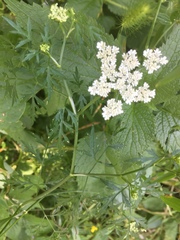 Opopanax persicus