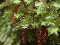 Bartramiopsis lescurii